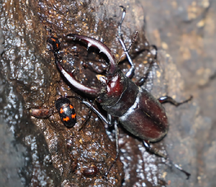 ノコギリクワガタ大歯型♂_No．5のクヌギ_クワガタ達のオアシス _2023年6月9日20時50分気温20.4度